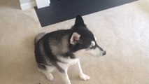 Talking Siberian Husky argues with squeaky toy