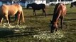 Horse Pressure & Release-Hierarchy Behavior-People causing things- Rick Gore Horsemanship