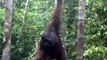The endangered species Borneo Mammals - Orang Utan