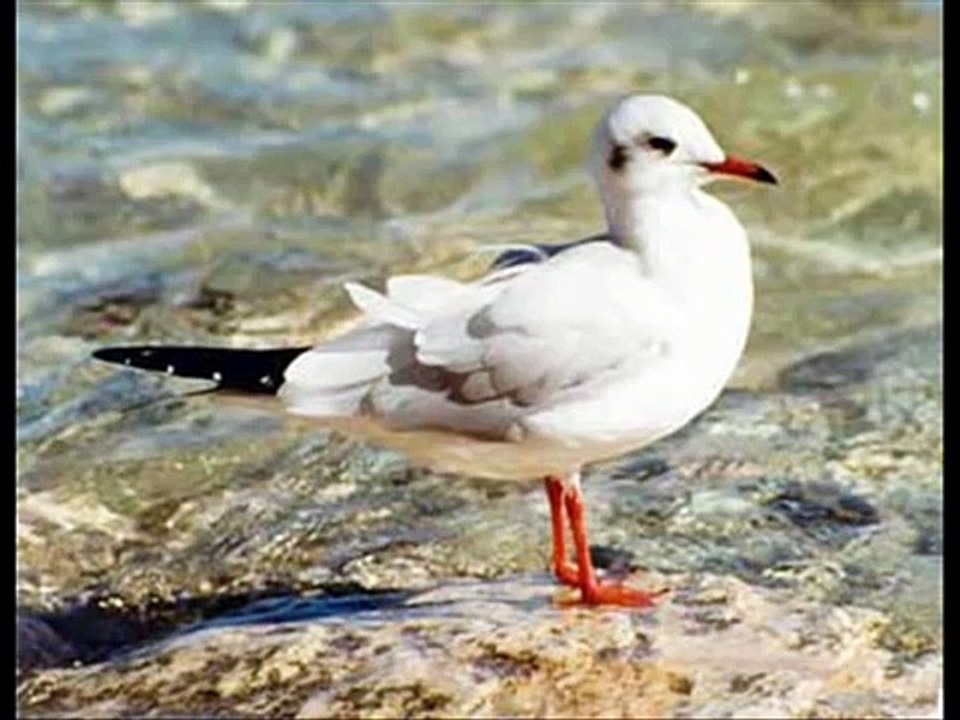 zecchino d'oro - il mare sa parlare