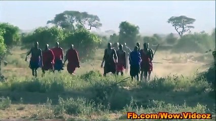 African stealing Lion's Food