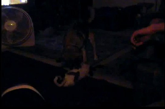 Female Dog & Cat Humping