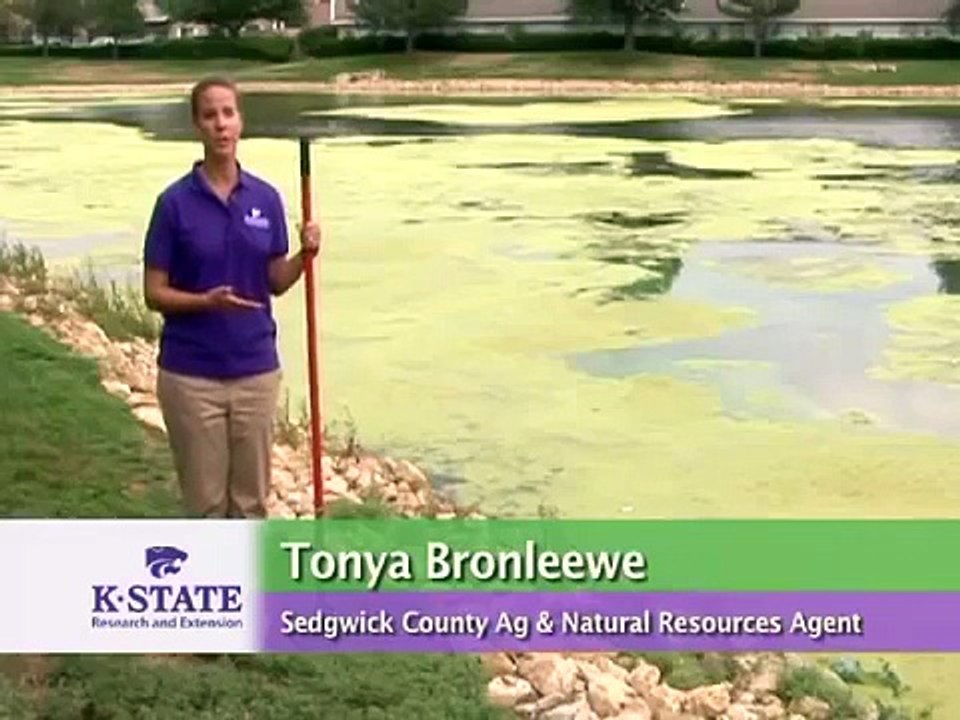 Removing Weeds in Ponds