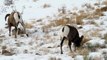 Bighorn Sheep Rams Sparring