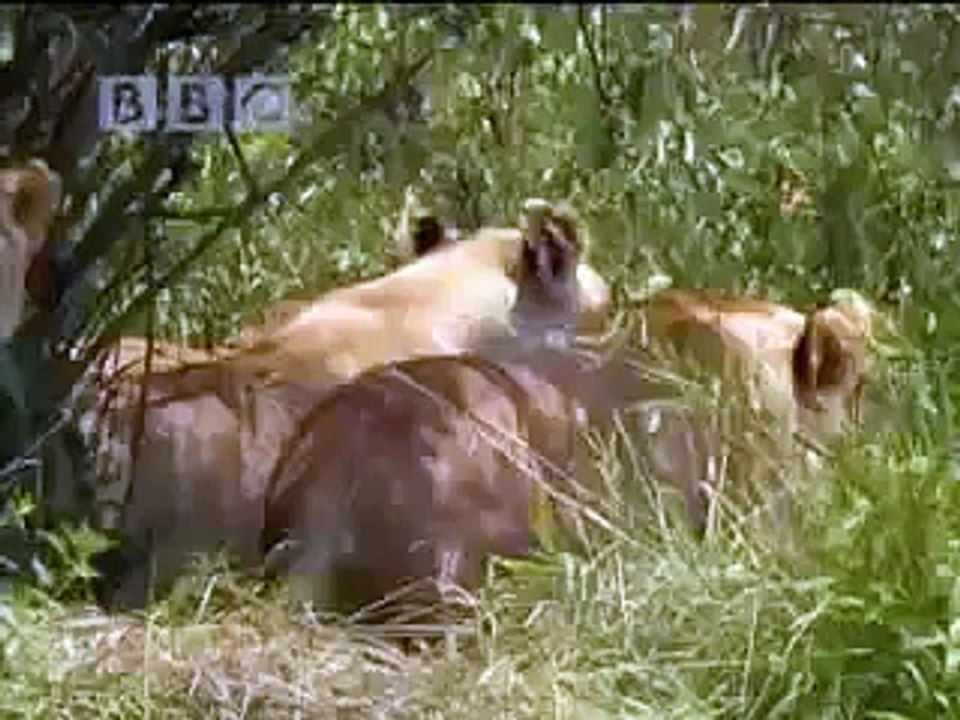 Lions vs buffalo - wildlife