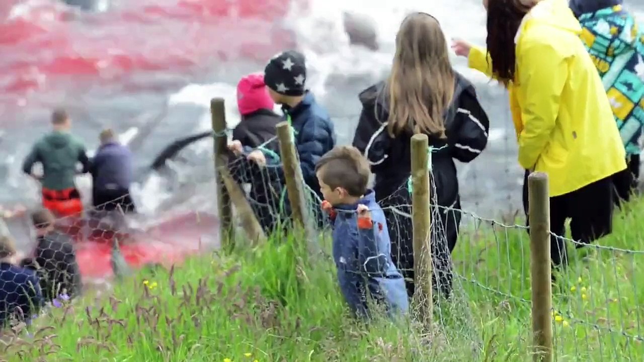 Iles Féroé: 250 dauphins abattus sur les plages