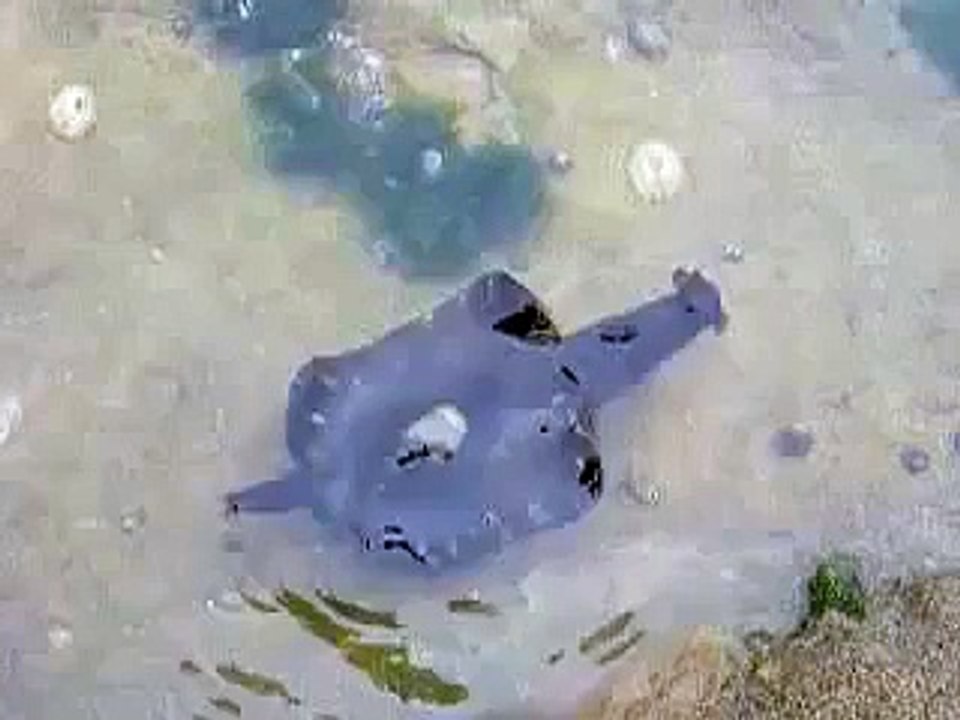 حيوان غريب في شاطئ الرباط