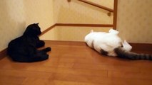 くるねこ大和　ぼんと胡ぼん