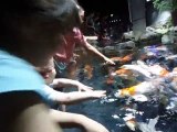 viste à l'aquarium du 23/07/2015 le film des caresses aux poissons