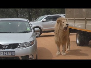 Lion Park Attack Woman  Dont Blame Lions (latest)