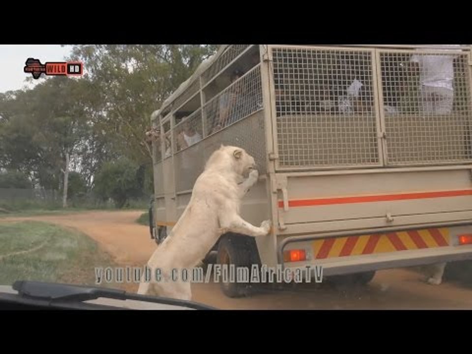 lion Park Attacks Latest