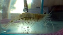 Shrimp trying to give birth - see baby shrimps eyes - HD video