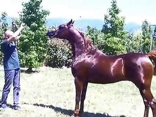 Cavalli Arabi - Arabian Stallion Mial - Allevamento Del Falco