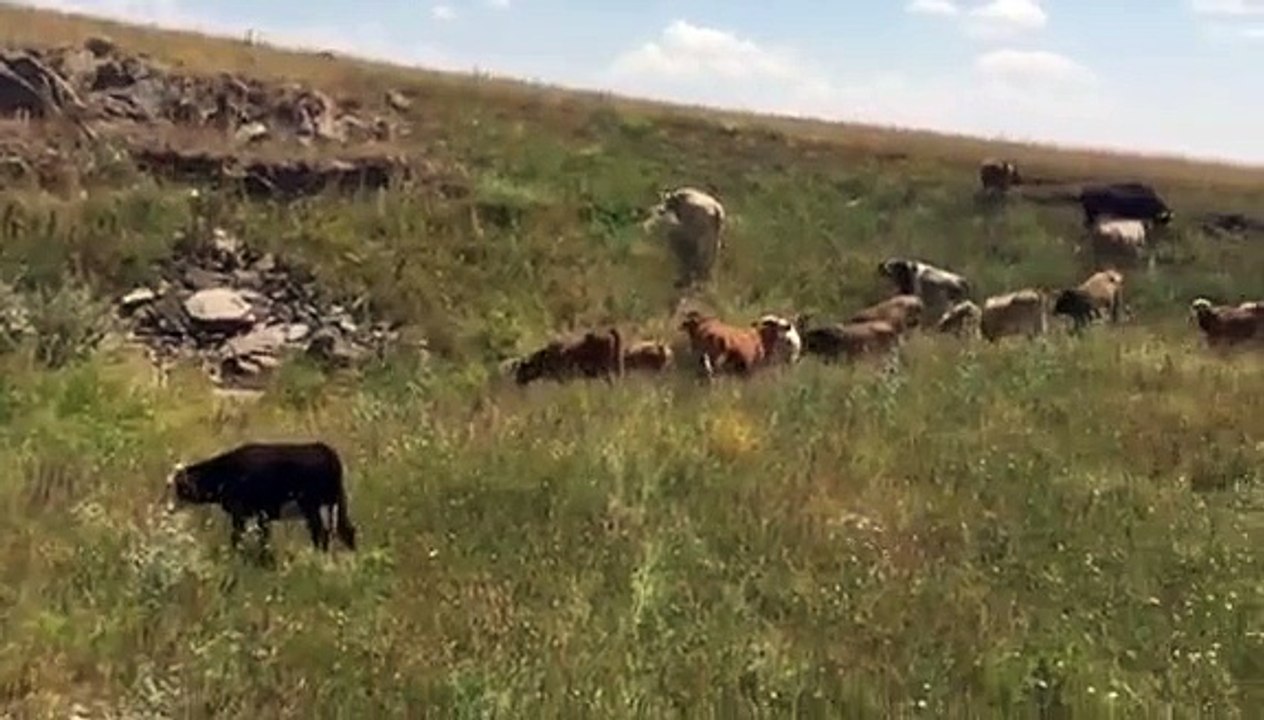 TÜRKİYENİN EN UYGUN HAYVAN SATIŞLARI - KARS İNEK SATIŞLARI  GÜVENİ , KALİTEYİ BİZİMLE YAŞAYIN