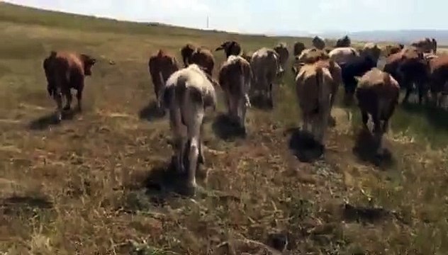 SATILIK SİMENTAL MONTOFON DANALAR - SATILIK SİMENTAL MONTOFON DÜVELER - UYGUN FİYATLARA HAYVAN SATIŞLARI - KURBANLIK