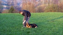 Puppy Obedience Training - 7 months old female German Shepherd / Michalus Training