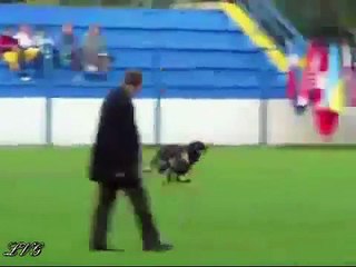 Great German Shepherd Dog Attacks II