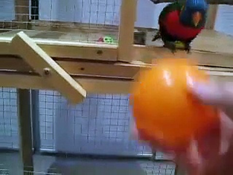 Lori 11 - talking, doing a trick, dancing
