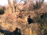 kurzhaar of djurić lov na zeca praktikum lova -hunting rabbit school of hunting