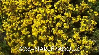 GDS-NARIF adouz