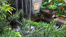 Calming sound of water and crickets