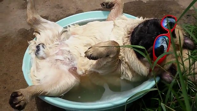 Un chien carlin fait la sieste dans une bassine et ronfle