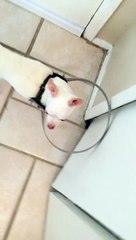 Un pare-chocs pour chien aveugle