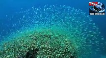 Australien Tauchen: Cairns Barriere Riff Video. Paarende Schildkröten und Clownfische