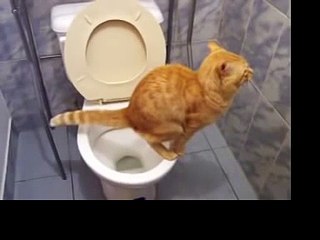 Katze kackt ins klo denn das macht die katze froh
