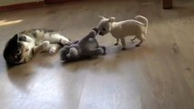 Spelende chihuahua pup met kat