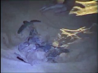 Bébés luth en Guyane