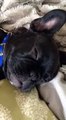 Leo the French bulldog snoring