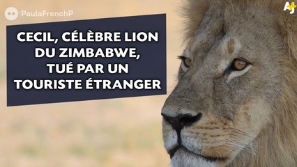 Cecil, le plus célèbre lion du Zimbabwe, tué pour un touriste étranger