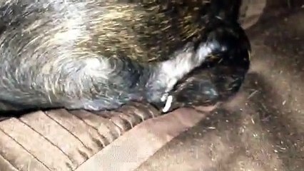 Tapeworm coming out of dog/Boston terrier!