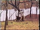 Sable antelope chasing wildlife veterinarian Dr JC Kriek from Mattanu