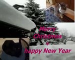 My speaking cats: Merry Christmas & a Happy New Year (Frohe Weihnachten + Gutes Neues Jahr)