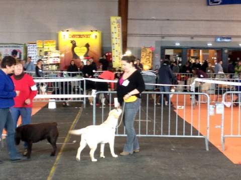 Elevage de l'Etang des Vignerons - I AM A PRETTY GIRL