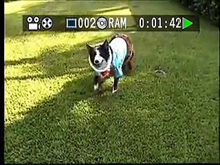 Tucker the amazing Border Collie