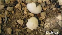 Kleine Schildkröte schlüpft aus dem Ei