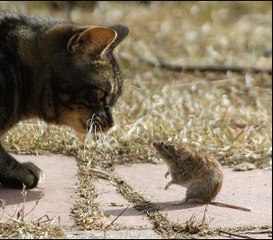 mouse and cat fight hero mouse