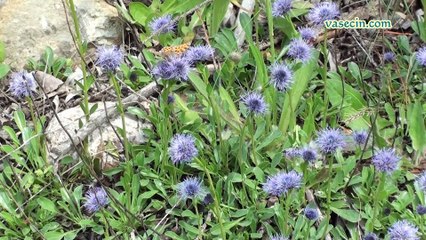 Dersim Pülümür (Begendik Köyü)