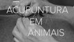 Acupuntura é usada em animais para traumas e dores