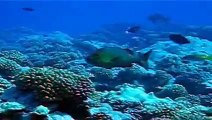 Scuba diving with sharks in French Polynesia - Plongée avec des requins en Polynésie Française