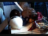 Ratten- lustige Ratten - Es gibt was leckeres Maiskolben
