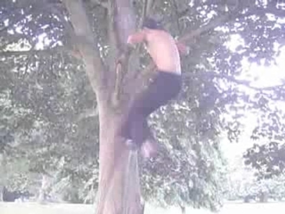 urban move dans les arbres