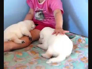 下载视频: Weisse Schäferhunde Welpen White Shepherd Puppies Celtic´s Weißer Schweizer Schäferhund Welpe