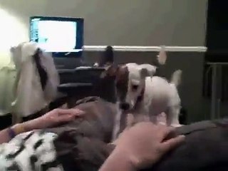 Jake-Jack Russell Terrier