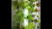 Aquaponics, indoor urban farming