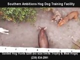 Southern Ambitions Hog Dog Training Phase 1