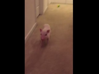What did this energetic Mini Pig just break?